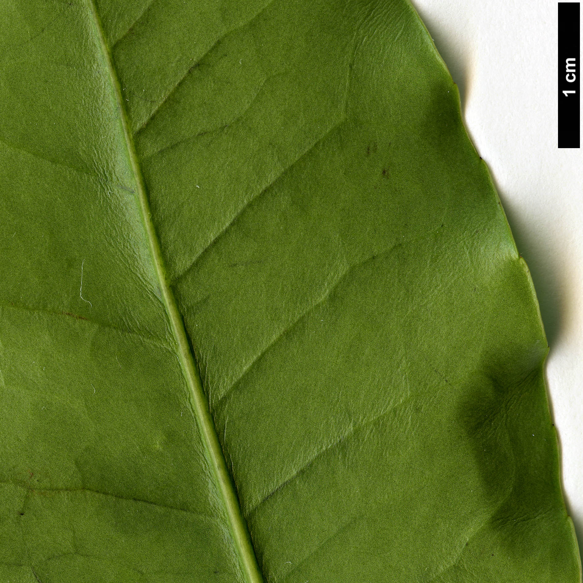 High resolution image: Family: Aquifoliaceae - Genus: Ilex - Taxon: discolor - SpeciesSub: var. tolucana High resolution image: Family: Aquifoliaceae - Genus: Ilex - Taxon: discolor - SpeciesSub: var. tolucana